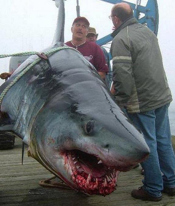 Click image for larger version

Name:	5935656747_1ec47dd7b0_b.jpg
Views:	1
Size:	57.1 KB
ID:	65307
