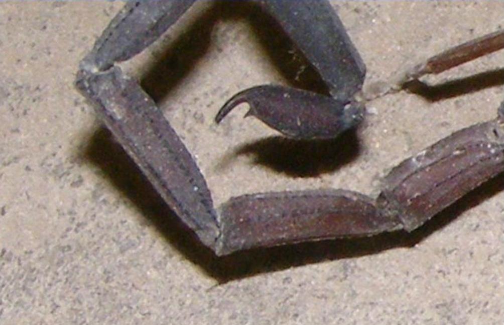 Click image for larger version

Name:	Scorpion stinger zoom.jpg
Views:	1
Size:	73.1 KB
ID:	68289