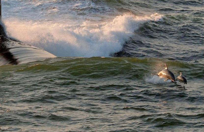 Click image for larger version

Name:	Dolphin Escort.jpg
Views:	1
Size:	97.9 KB
ID:	83568