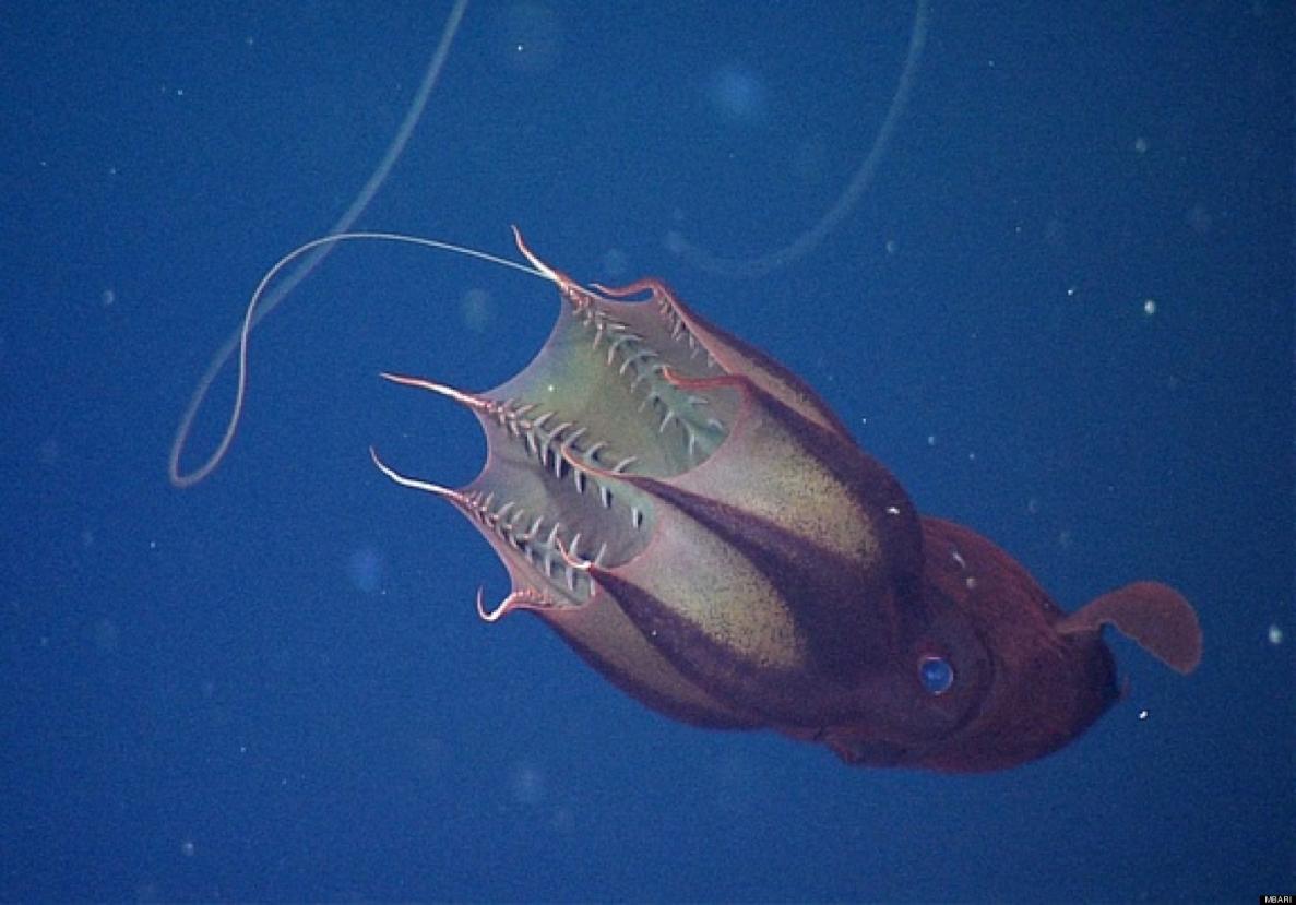 Click image for larger version

Name:	o-VAMPIRE-SQUID-facebook.jpg
Views:	1
Size:	92.3 KB
ID:	91971