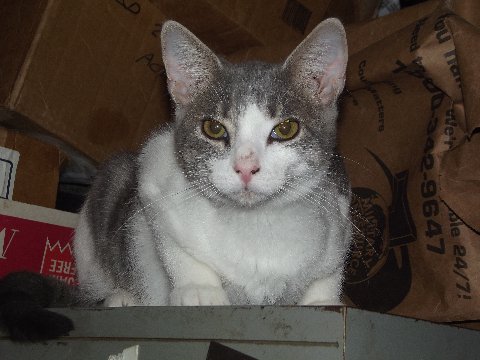 Click image for larger version

Name:	Merrimans cat.JPG
Views:	1
Size:	36.8 KB
ID:	102777