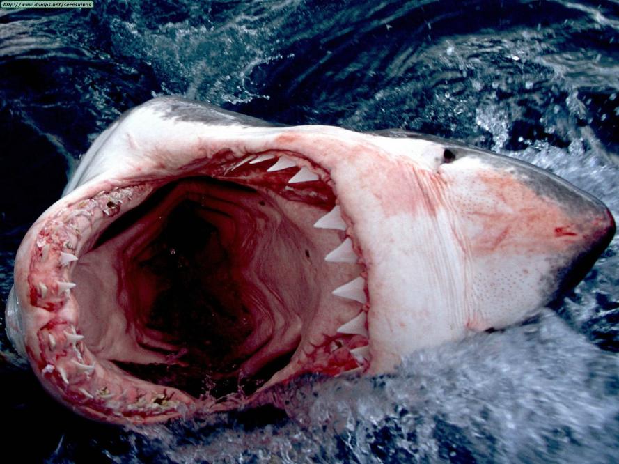 Click image for larger version

Name:	Great%20White%20Shark,%20South%20Africa.jpg
Views:	2
Size:	94.7 KB
ID:	65262