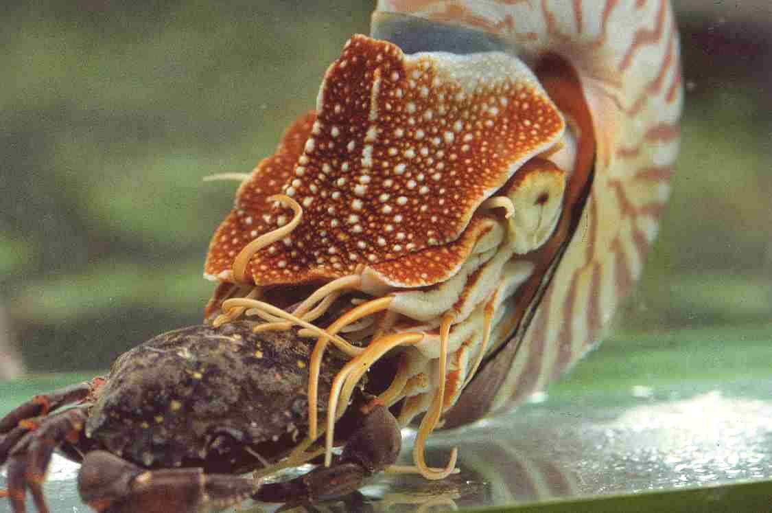 Click image for larger version

Name:	nautilus1.jpg
Views:	1
Size:	54.8 KB
ID:	61311