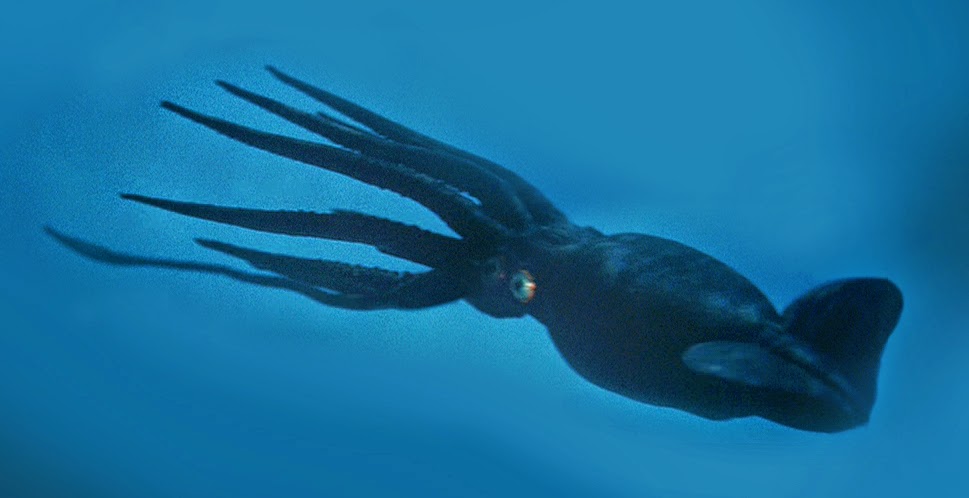 Click image for larger version

Name:	20K leagues squid.jpg
Views:	1
Size:	57.8 KB
ID:	97640
