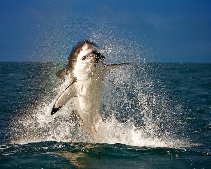 Click image for larger version

Name:	Shark7.jpg
Views:	1
Size:	98.0 KB
ID:	81052