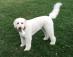 Click image for larger version

Name:	barkley.png
Views:	540
Size:	1.7 KB
ID:	125528
