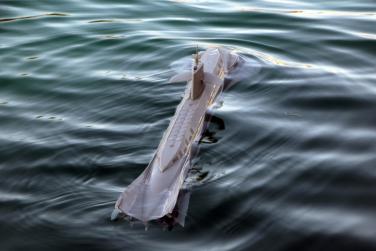 Click image for larger version  Name:	Seaview _119.jpg Views:	1 Size:	15.3 KB ID:	132006