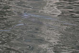 Click image for larger version

Name:	Gato 3.jpg
Views:	1
Size:	96.9 KB
ID:	91981