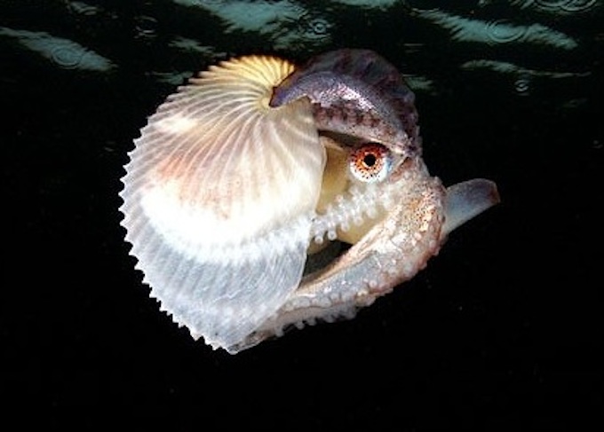 Click image for larger version

Name:	Argonaut Octopus.jpg
Views:	1
Size:	71.0 KB
ID:	66377