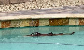 Click image for larger version  Name:	Nautilus two.jpg Views:	0 Size:	73.9 KB ID:	160792