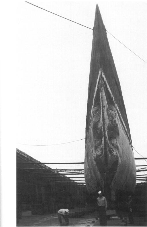Click image for larger version

Name:	I-400 drydock bow 1946.JPG
Views:	1
Size:	35.6 KB
ID:	64625