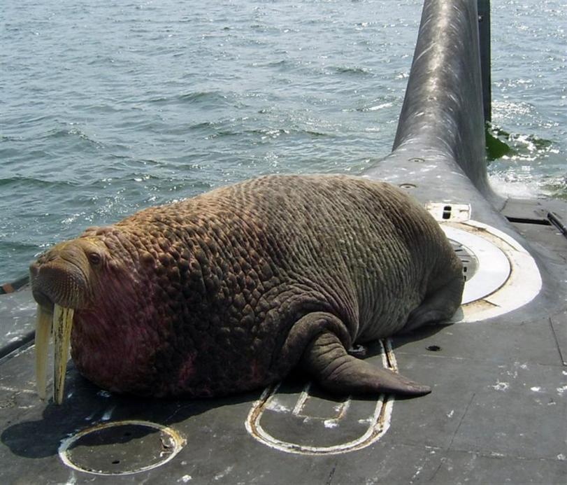 Click image for larger version

Name:	walrus on sub1.jpg
Views:	2
Size:	93.7 KB
ID:	63440