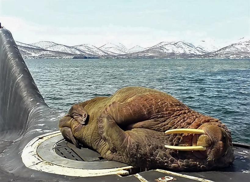 Click image for larger version

Name:	walrus on sub.jpg
Views:	2
Size:	99.4 KB
ID:	63439