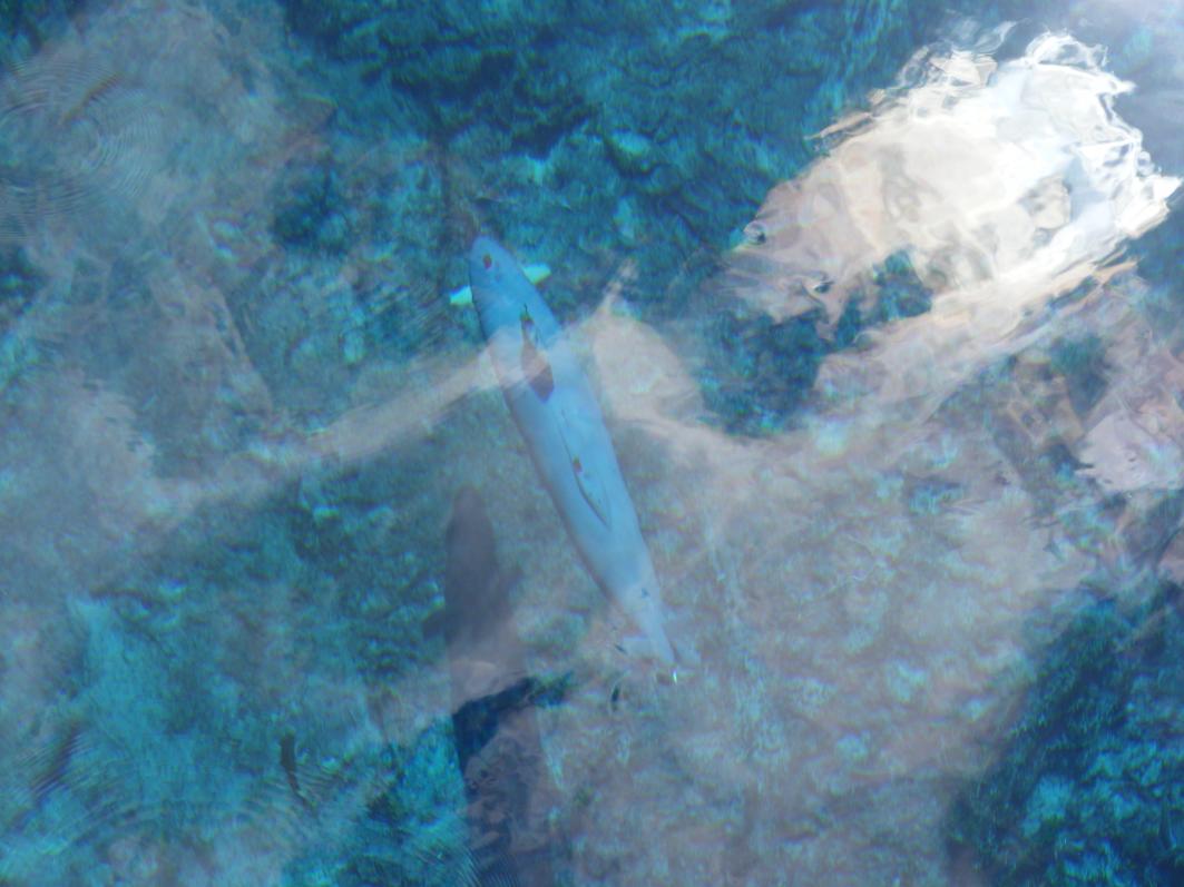 Click image for larger version

Name:	blue spring 046.jpg
Views:	1
Size:	87.8 KB
ID:	59158