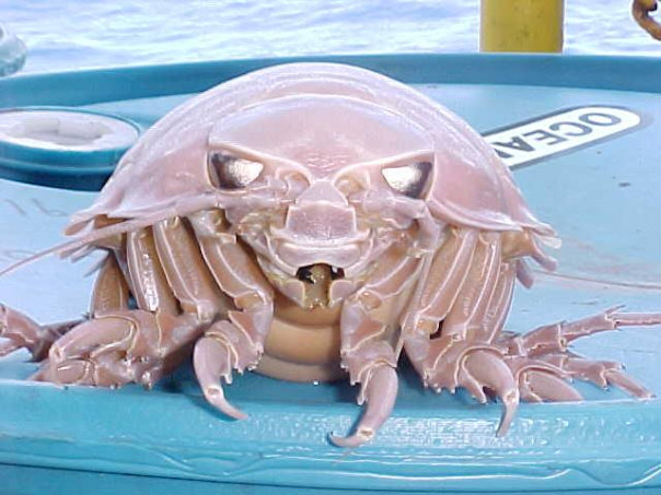 Click image for larger version

Name:	Giant Isopod 4_slideshow_604x500.jpg
Views:	1
Size:	72.3 KB
ID:	65261