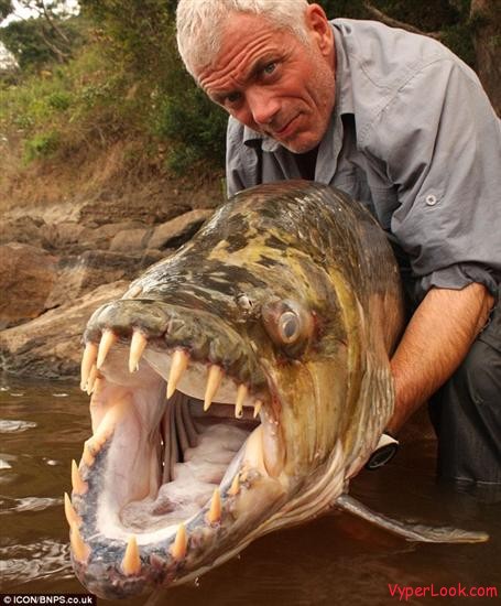 Click image for larger version

Name:	Tigerfish.jpg
Views:	1
Size:	70.3 KB
ID:	101535