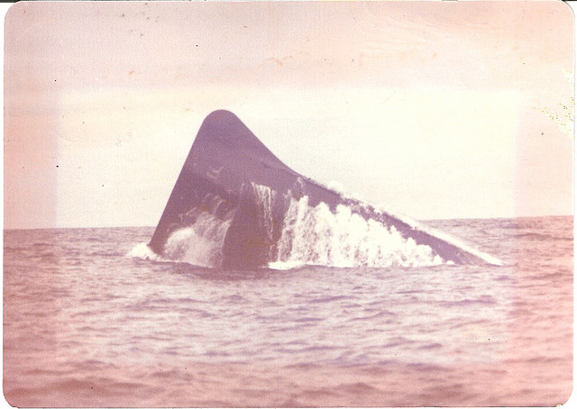 Click image for larger version

Name:	Daphne surfacing.jpg
Views:	1
Size:	82.0 KB
ID:	101137