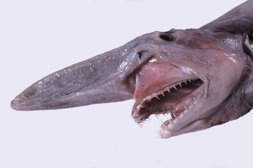Click image for larger version

Name:	head-of-goblin-shark-wikimedia-commons-.jpg
Views:	1
Size:	48.5 KB
ID:	91920