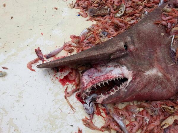 Click image for larger version

Name:	goblin-shark.jpg
Views:	1
Size:	52.7 KB
ID:	91919
