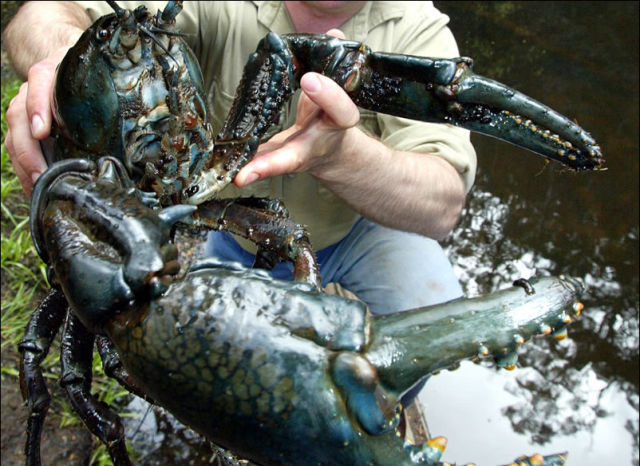 Click image for larger version

Name:	these-lobsters-would-go-great-with-beer-4-pics_1.jpg
Views:	1
Size:	83.3 KB
ID:	68614