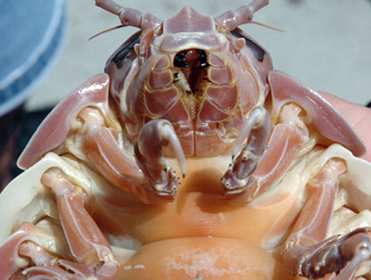 Click image for larger version

Name:	Bathynomus-giganteus-clip.jpg
Views:	1
Size:	96.8 KB
ID:	68612