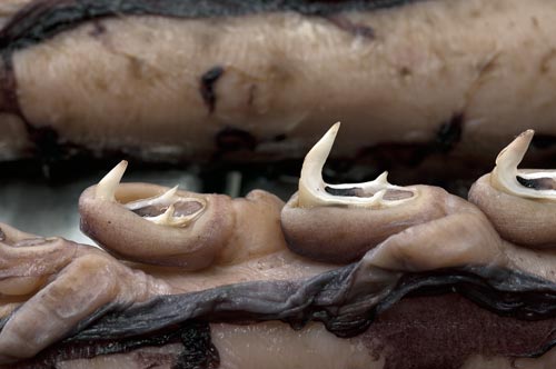 Click image for larger version

Name:	Collasal squid tentacles.jpg
Views:	1
Size:	25.2 KB
ID:	101766
