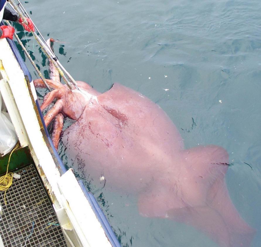 Click image for larger version

Name:	colossalsquid.jpg
Views:	1
Size:	90.3 KB
ID:	101764