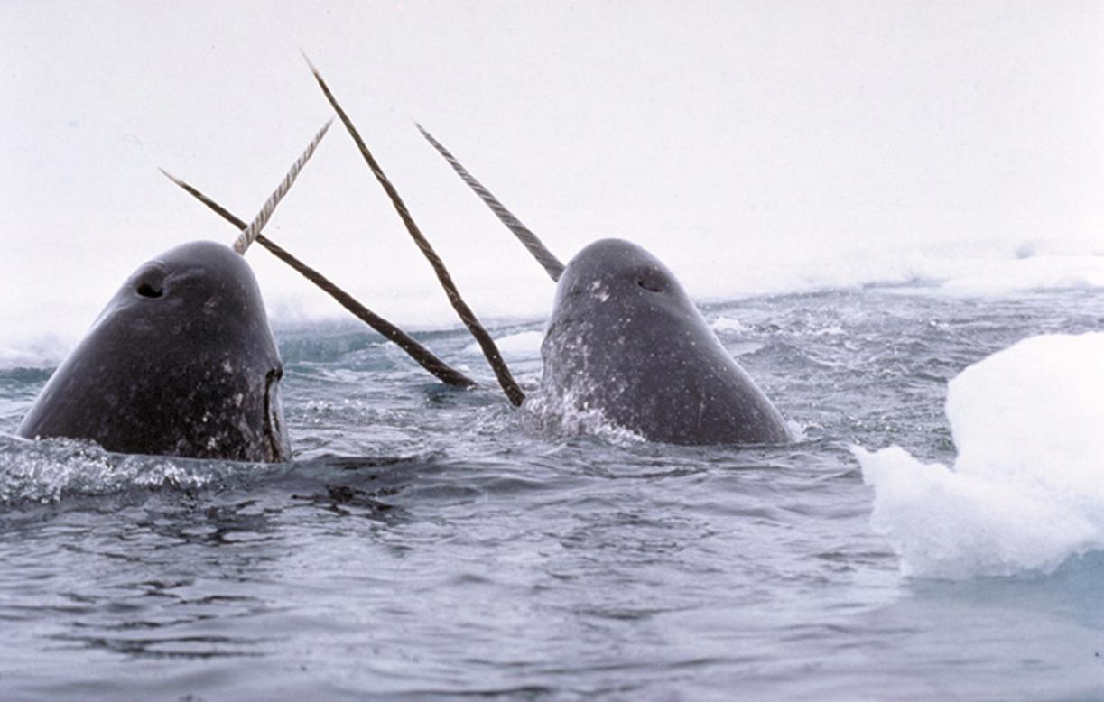 Click image for larger version

Name:	Narwhals_breach.jpg
Views:	1
Size:	88.3 KB
ID:	75616