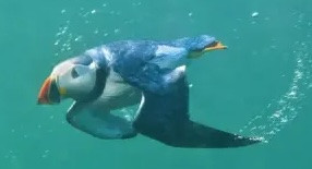 Click image for larger version

Name:	puffin-fratercula-arctica-swimming-underwater-20494656 copy.jpg
Views:	0
Size:	10.5 KB
ID:	193008