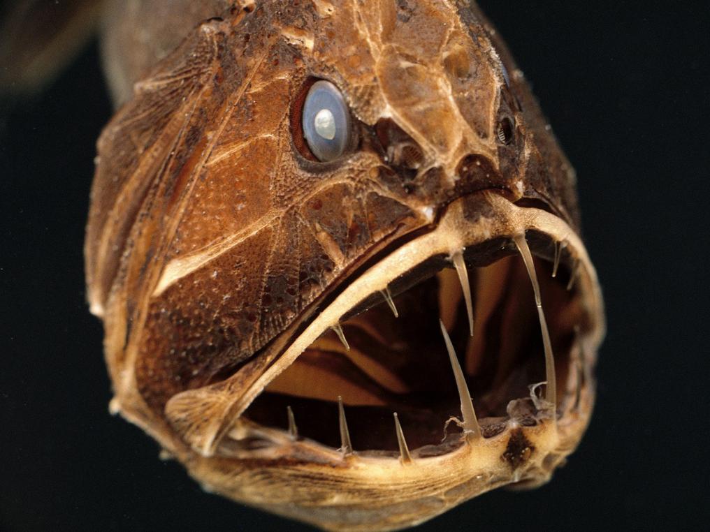 Click image for larger version

Name:	fangtooth.jpg
Views:	1
Size:	94.0 KB
ID:	91969