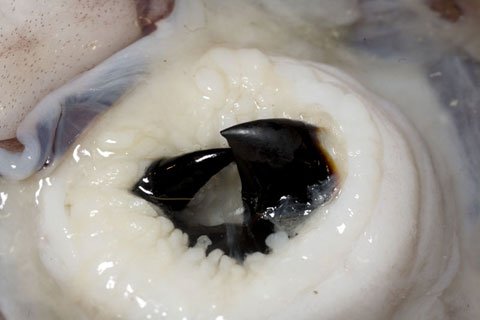 Click image for larger version

Name:	beak1.jpg
Views:	1
Size:	20.6 KB
ID:	91966