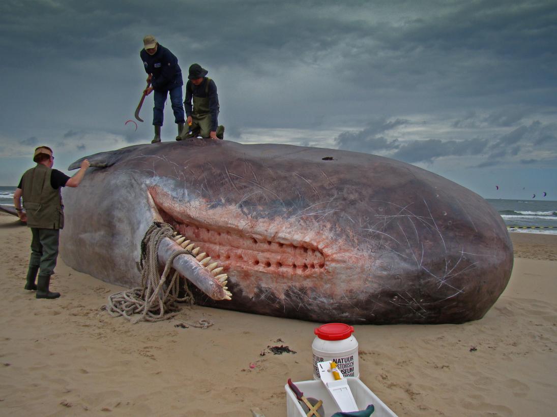 Click image for larger version

Name:	Dirk_Claesen_-_Sperm_Whale.jpg
Views:	1
Size:	90.0 KB
ID:	91967