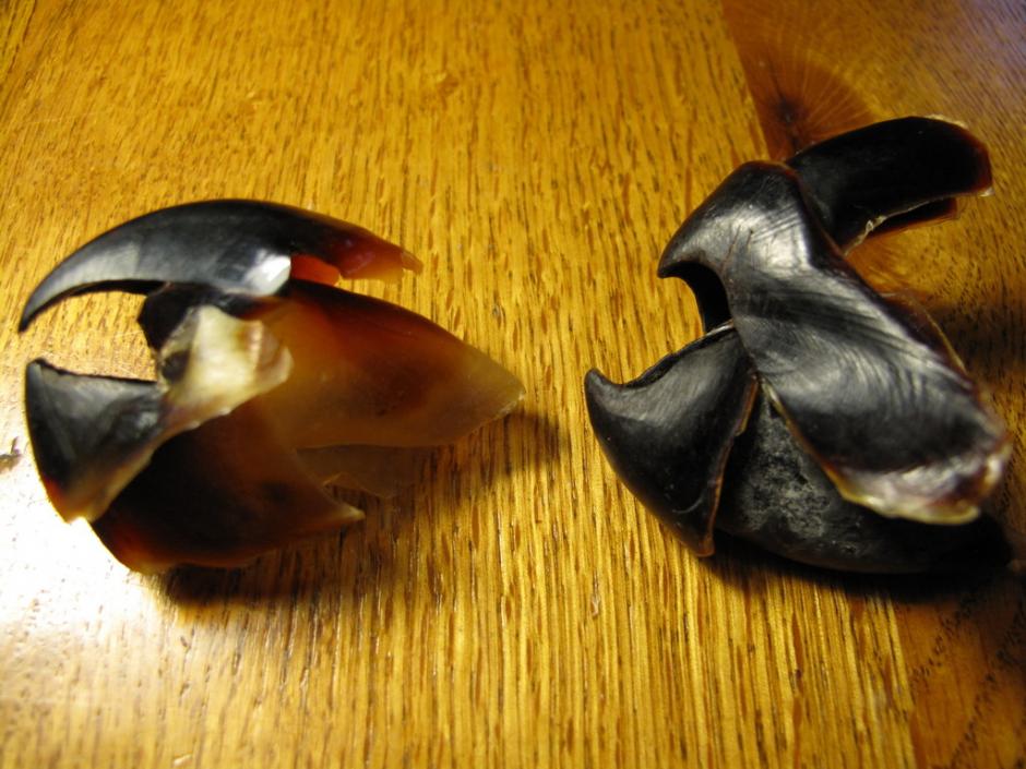 Click image for larger version

Name:	octopus-squid-beak.jpg
Views:	1
Size:	92.7 KB
ID:	91972