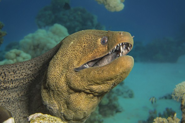 Click image for larger version

Name:	eel2.jpg
Views:	1
Size:	54.6 KB
ID:	91968