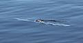 Click image for larger version

Name:	surfacing.jpg
Views:	285
Size:	59.3 KB
ID:	57439
