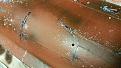 Click image for larger version

Name:	20150623_044751_resized.jpg
Views:	335
Size:	96.8 KB
ID:	99029